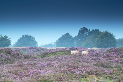sheep in pink heather flowers