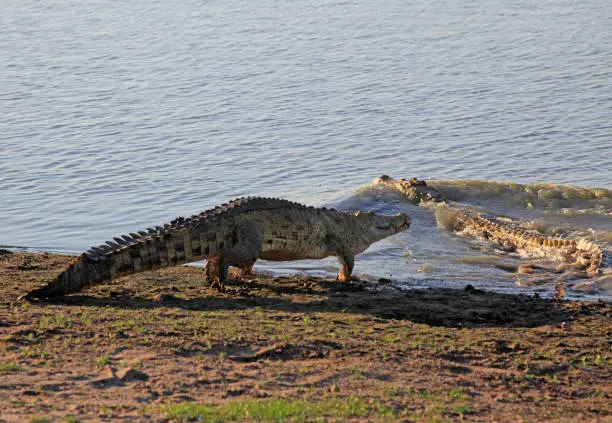 Photo of Nile Crocodile, Selous Game Reserve, Tanzanie