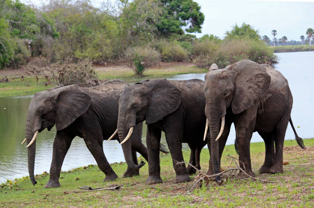 istock African Elephants, Selous game reserve, Tanzanie 833268658