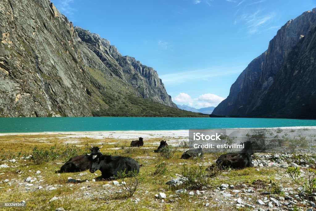 Lake Shore de Llanganuco Orconcocha - Foto de stock de Agua libre de derechos