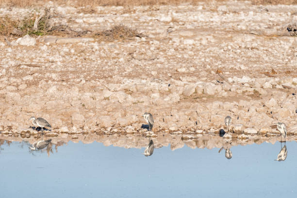istock Four grey herons at a waterhole in Northern Namibia 833269430