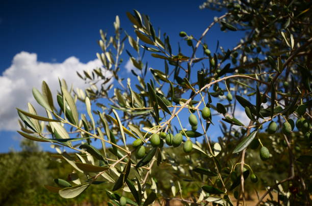 istock Olives on olive tree. Tuscan Countryside. Italy. 833269516