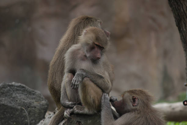 istock Monkeys at the Zoo 833273488