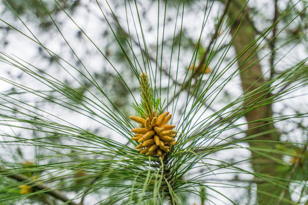 pigna gialla - pine nut nut isolated pine cone foto e immagini stock