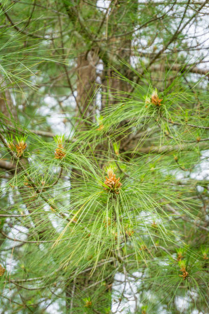 cône de pin beaucoup dans l’arborescence - pine nut tree pine tree pine cone photos et images de collection