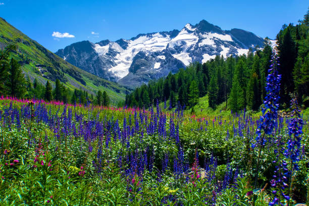 istock Flowers field and white ICE from ALtay 833281852