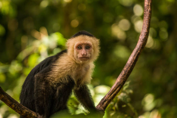 istock Capuchin monkeys in Costa Rica 833282062