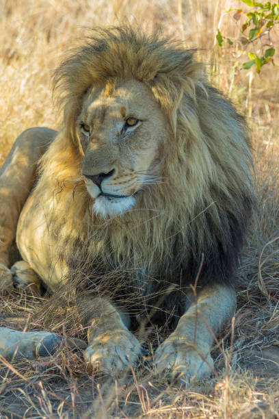 istock Male Lion resting in the shade 833286456