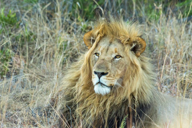 istock Male Lion resting in the shade 833286462