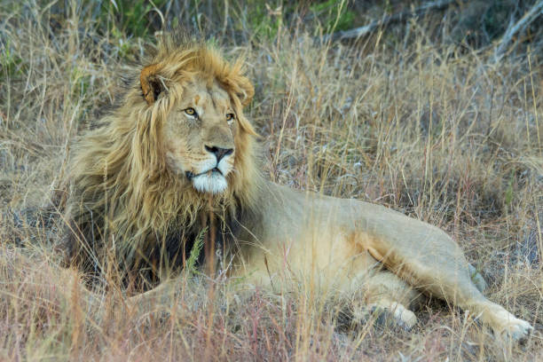 istock Male Lion resting in the shade 833286468
