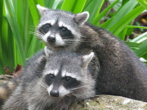 istock Two racoons, Costa Rica 833286494