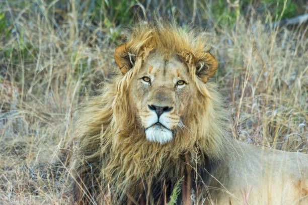 istock Male Lion resting in the shade 833286572