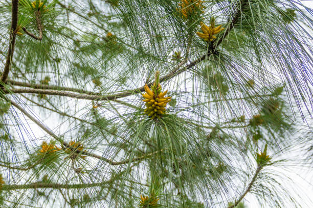 pomme de pin arbre - pine nut tree pine tree pine cone photos et images de collection