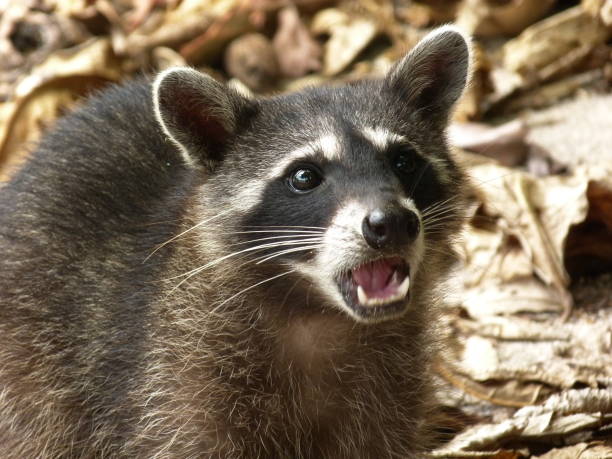 istock Racoon, Costa Rica 833292900