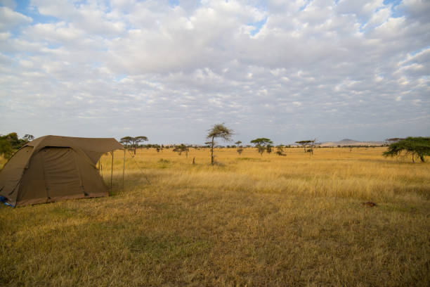 istock Camping at Serengeti 833296408