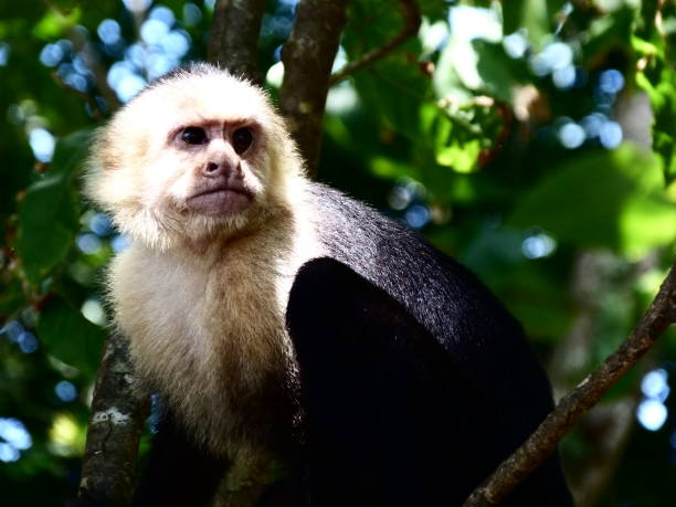 istock Capuchin monkey, National Park Manuel Antonio, Costa Rica 833296552