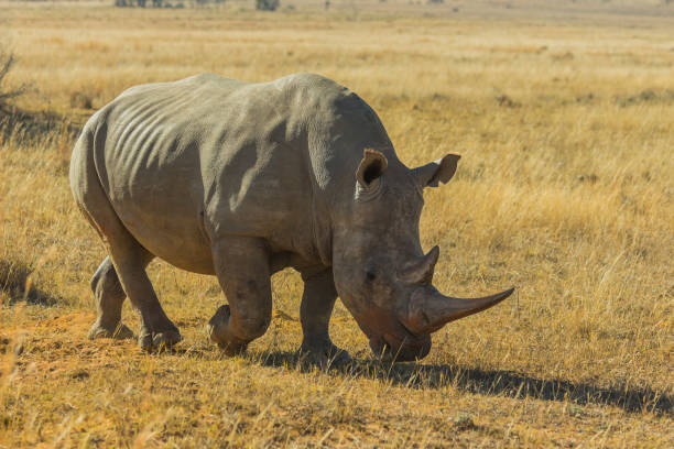 istock Rhino with large horn 833299108
