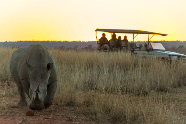 istock Rhino with a large horn at sunset 833299128