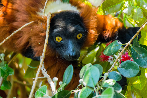 Red ruffed lemur eating flowers in a tree