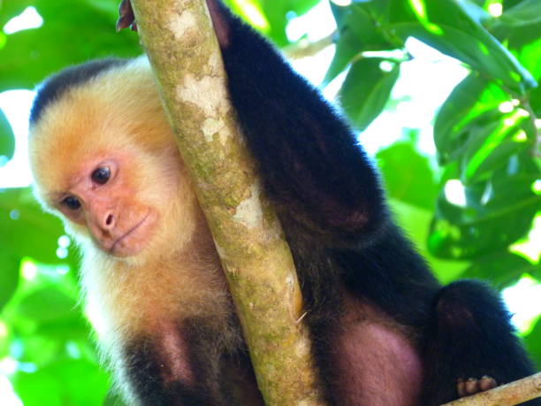 istock Capuchin monkey, National Park Manuel Antonio, Costa Rica 833299912