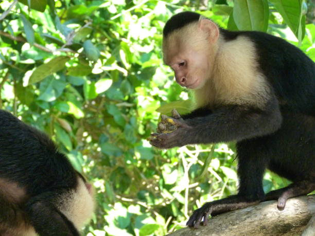 istock Capuchin monkey, National Park Manuel Antonio, Costa Rica 833300772