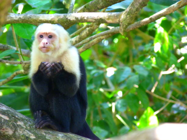 istock Capuchin monkey, National Park Manuel Antonio, Costa Rica 833300928