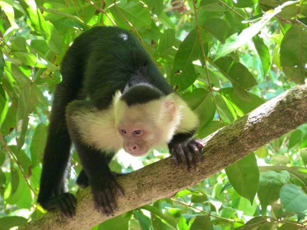 istock Capuchin monkey, National Park Manuel Antonio, Costa Rica 833301120