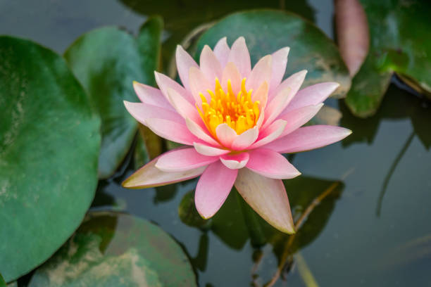 istock Brightly colored water lily floating on a stil pond 833307784