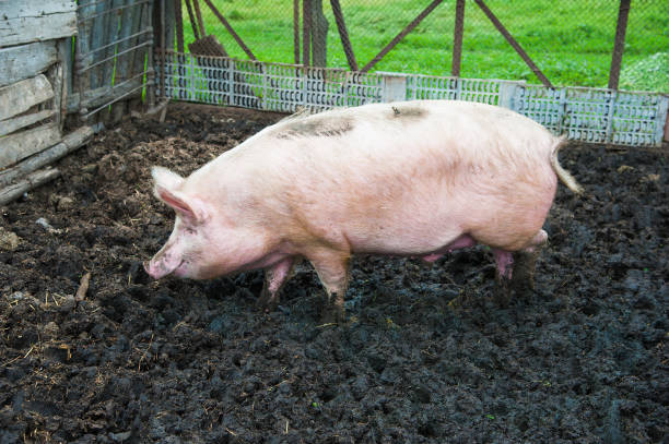 istock Domestic pigs on a farm 833314128