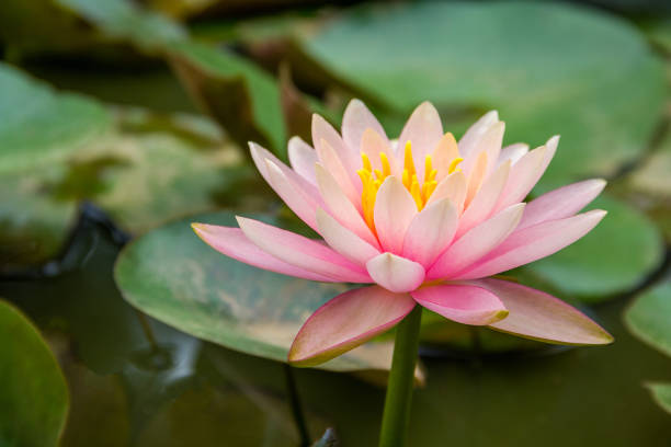 istock Brightly colored water lily floating on a pond 833314472