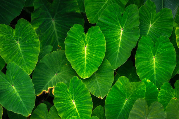 Elephant Ear Leaves Background of green Elephant Ear leaves (Colocasia) taro leaf stock pictures, royalty-free photos & images