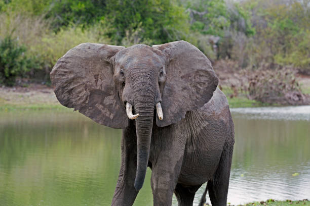istock African Elephant, Selous Game Reserve, Tanzania 833315006