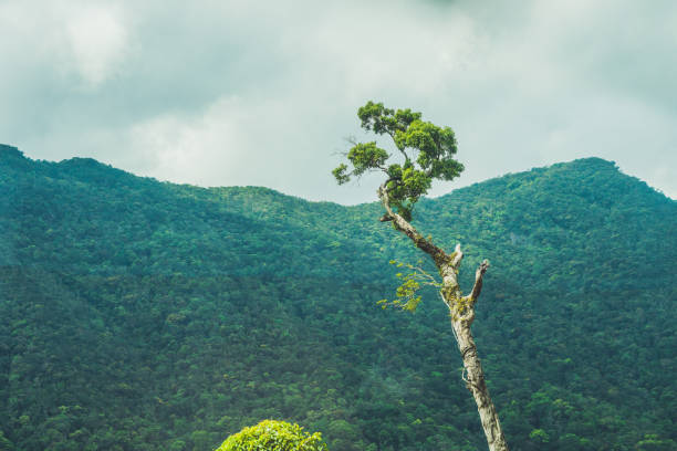 istock Fantastic landscape of Dalat Mountains 833320194