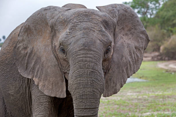 istock African Elephant, Selous Game Reserve, Tanzania 833320560