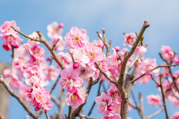 istock flower of Japanese plum - ume 833321032