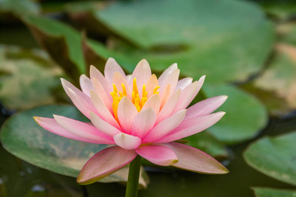 istock Brightly colored water lily floating on pond 833321344