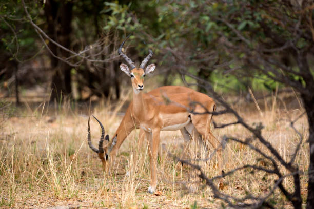 istock Imapals, Selous game reserve, Tanzania 833322484