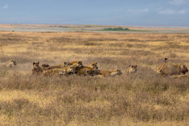 istock Lions running away from hyenas 833330150