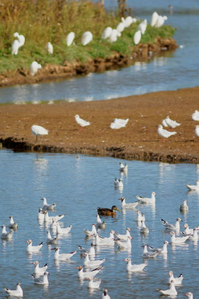 ブラック ホール沼で水鳥の群れ - waterbirds ストックフォトと画像