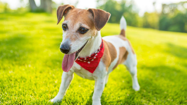 istock Happy playful cute dog looking. 833340986