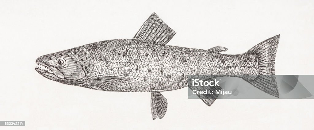 Salar spectabilis - Brown trout antique engraving Illustration from book Die rationelle Zucht der Susswasserfische (The rational breeding of freshwater fish) by  Raphael Molin. Printed in Berlin in 1864. Paper texture, some discolourations and backprint visible. 19th Century stock illustration