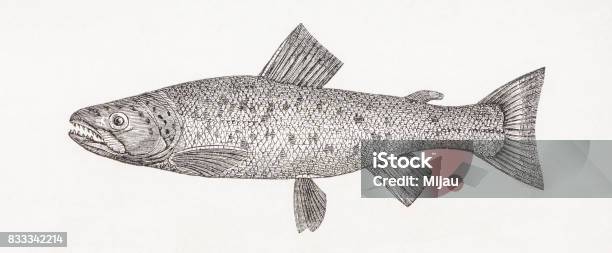 Salar Spectabilis Brown Trout Antique Engraving Stock Illustration - Download Image Now - 19th Century, 19th Century Style, Animal
