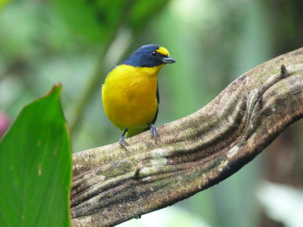 istock Bird, Costa Rica 833342658