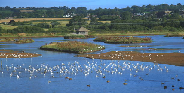 ブラック ホール沼で水鳥の群れ - waterbirds ストックフォトと画像