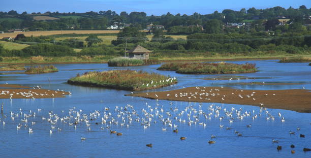 стая водосхвечих в черной дыре болота - waterbirds стоковые фото и изображения