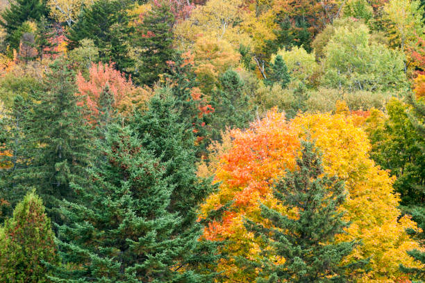 istock Green, yellow and orange foliage 833343662
