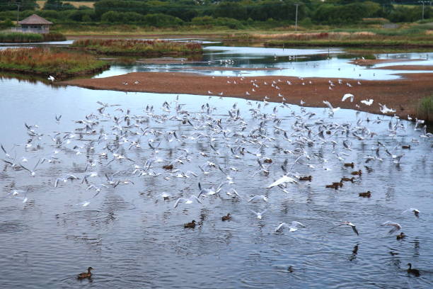 ブラック ホール沼で水鳥の群れ - waterbirds ストックフォトと画像