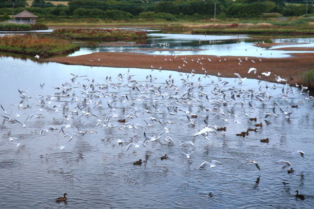 стая водосхвечих в черной дыре болота - waterbirds стоковые фото и изображения