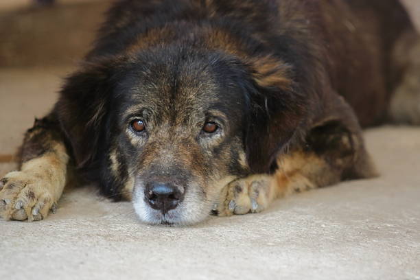 istock Lonely dog lying down on the floor and waiting for his owner. 833344964