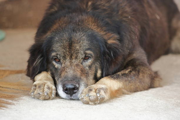 istock Lonely dog lying down on the floor and waiting for his owner. 833357212